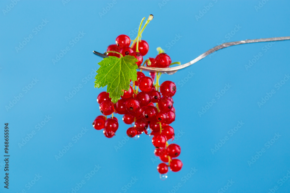 twigs of ripe red currants, isolated on a black background twigs of ripe red currants, isolated on a black background