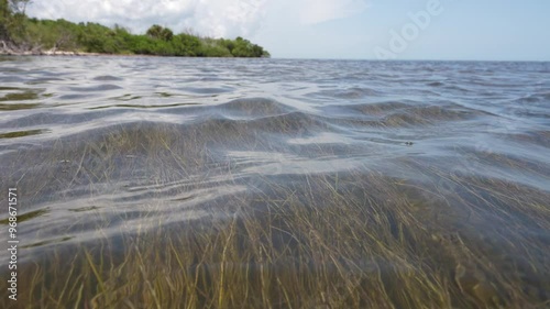 Slow Motion Seagrass Shot in Mosquito Lagoon, a Hope Spot for Seagrass in the wider Indian River Lagoon and Florida, USA photo