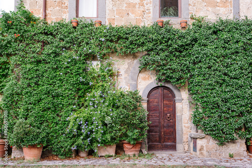 Old wooden door framed by green ivy