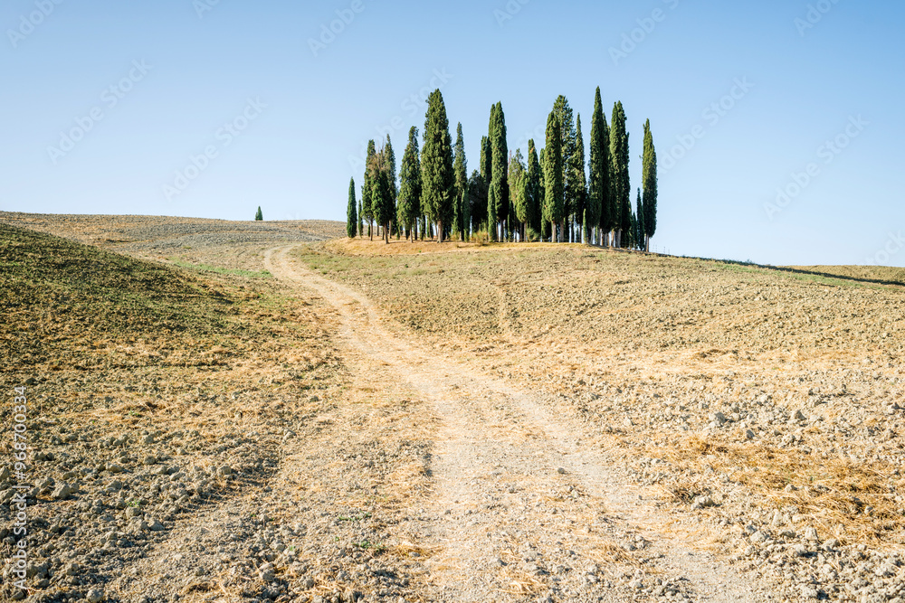 Obraz premium San Quirico D'Orcia, Siena Italy - Cypresses of Val D'Orcia