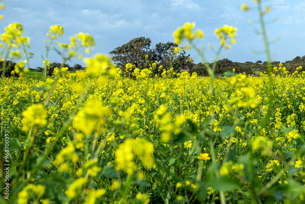Obraz premium Field of yellow flowers under blue cloudy sky. Beautiful summer colorful panoramic view of flower meadow with daisies against cloudy blue sky. Yellow daisy meadow with trees in the background. 
