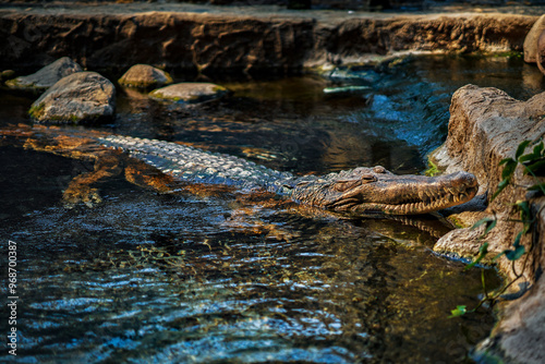 Photo of big alligator in water zoo