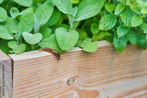 Photo of brown snail attacking garden vegetables photo