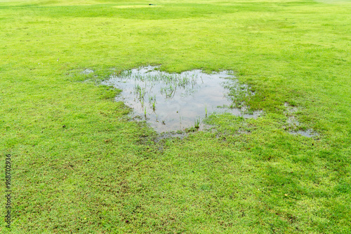 фотографія Grass died becauseYard Drainage Problems and Waterlogged lawns.