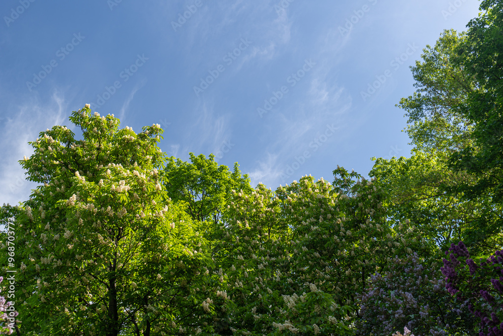 Young Light Green Chestnut Tree Leaves and Flowers Illuminated by the Sun, Blooming Chestnut Tree Young Light Green Chestnut Tree Leaves and Flowers Illuminated by the Sun, Blooming Chestnut Tree