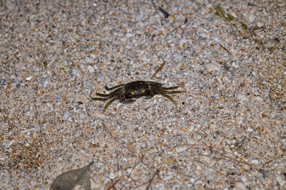 Crab on the sand of a Thai beach in the evening Crab on the sand of a Thai beach in the evening