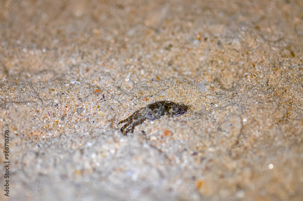 Crab on the sand of a Thai beach in the evening Crab on the sand of a Thai beach in the evening