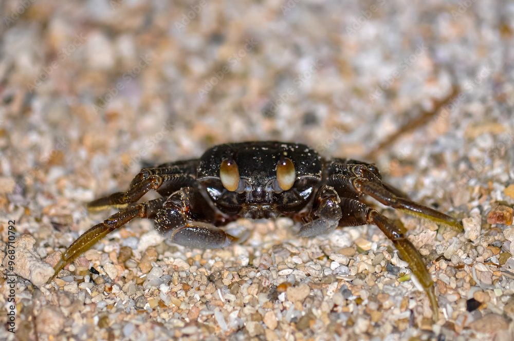 Crab on the sand of a Thai beach in the evening Crab on the sand of a Thai beach in the evening