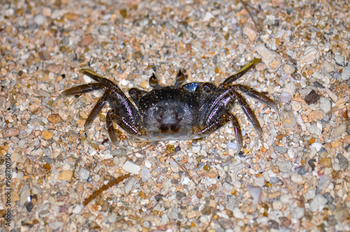 Crab on the sand of a Thai beach in the evening