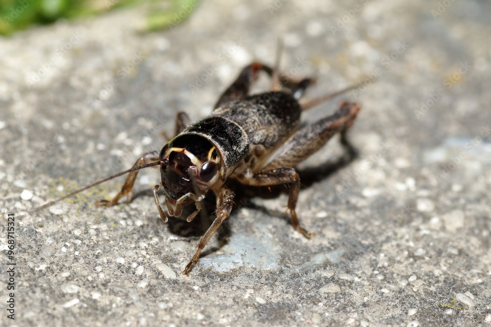 Australian Black Field Cricket, Teleogryllus commodus Australian Black Field Cricket, Teleogryllus commodus