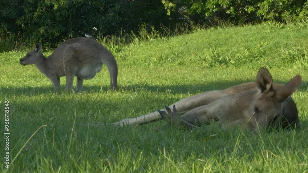 Eastern Grey Kangaroo Eating Grass While Lying On The Ground In The Gold Coast, QLD, Australia. - static shot Eastern Grey Kangaroo Eating Grass While Lying On The Ground In The Gold Coast, QLD, Australia. - static shot