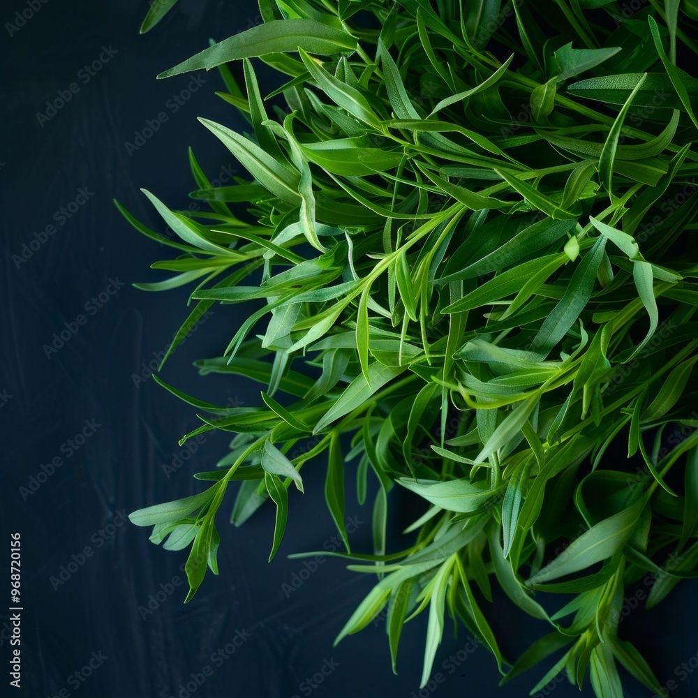 Fototapeta premium Estragon twigs, tarragon sprigs, fresh artemisia dracunculus grass, green spice leaves banner illustration