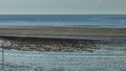 Aerial orbit of tidal flats at Oostvoorne and Rockanje, Netherlands, revealing the wetland areas during low tide with intricate water patterns with flock of birds soaring in sky photo