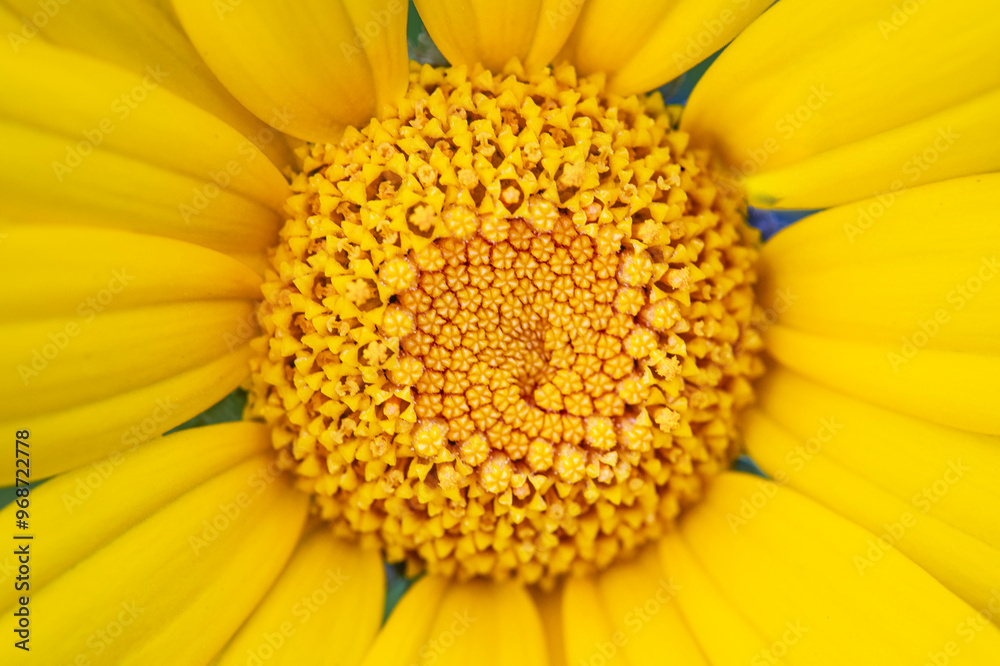 Close-up photo of yellow daisy. Chamomile. Daisy meadows. Cyprus.
Close-up photo of yellow daisy. Chamomile. Daisy meadows. Cyprus.