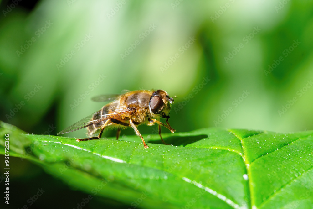 Macro shot of a hoverfly on a green leaf Macro shot of a hoverfly on a green leaf