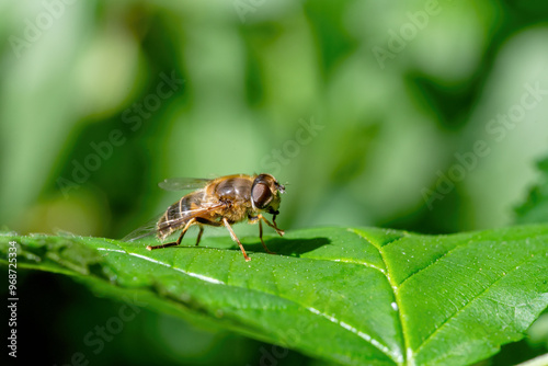 Macro shot of a hoverfly on a green leaf