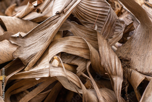 Dry banana leaves in the yard