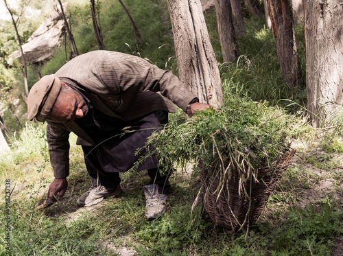 Farmer is going to collect grass from Hushe village photo