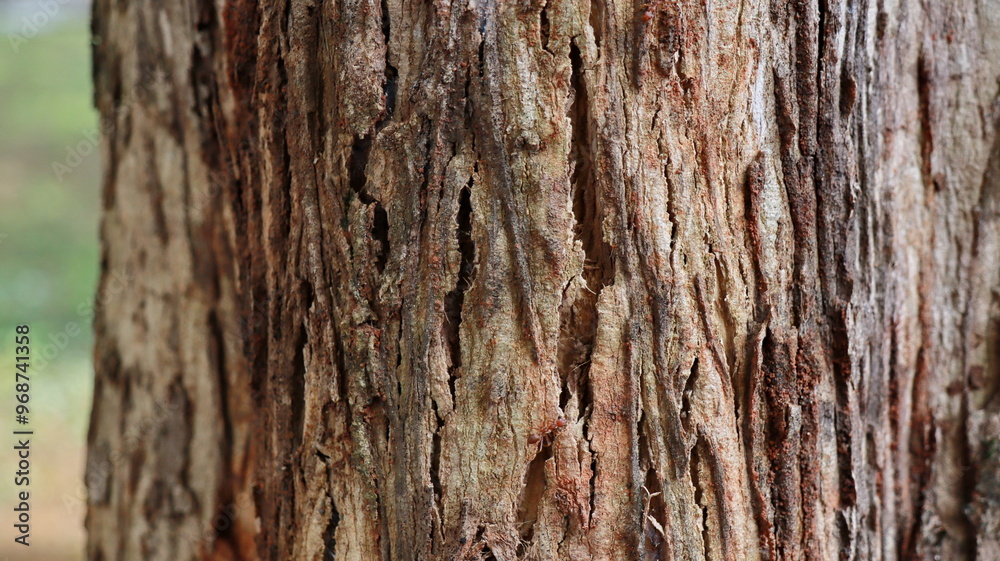 Texture of the bark teak tree background, Close up of bark teak tree Texture of the bark teak tree background, Close up of bark teak tree