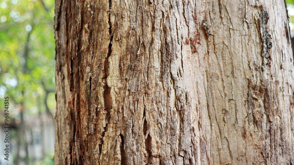Texture of the bark teak tree background, Close up of bark teak tree Texture of the bark teak tree background, Close up of bark teak tree