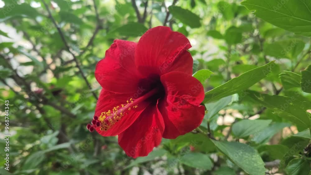 Flower of Chinese hibiscus, China rose, Hawaiian hibiscus, rose mallow , shoeblack plant (Hibiscus rosa-sinensis) Flower of Chinese hibiscus, China rose, Hawaiian hibiscus, rose mallow , shoeblack plant (Hibiscus rosa-sinensis)