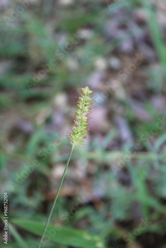 Setaria pumila, yellow foxtail, yellow bristle-grass, pigeon grass or cattail grass