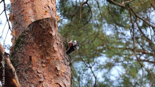 a great spotted woodpecker loosens the bark on the tree trunk - A woodpecker pecks loose bark off a tree trunk to eat insects and worms. While doing so, it creates a loud drumming.