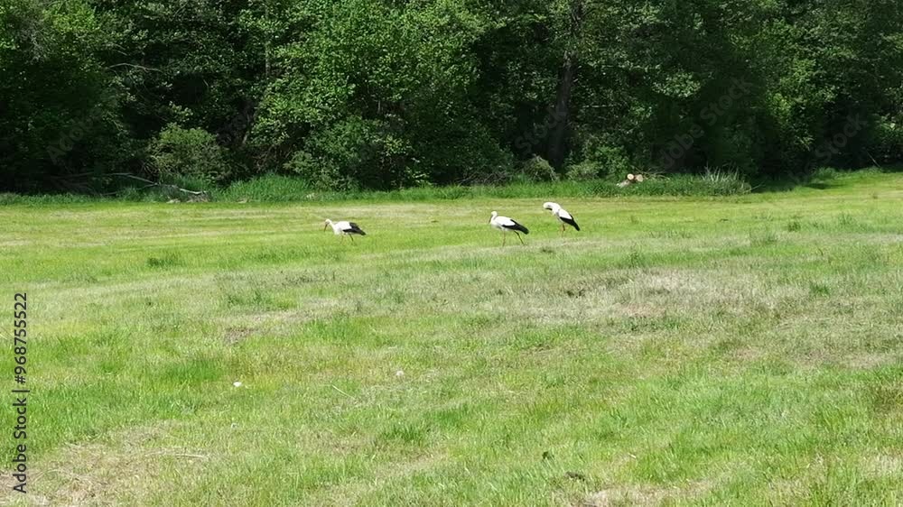 Storks walk a meadow - Storks walk through a freshly mown meadow, searching for insects and frogs to eat. The video captures their natural hunting behavior in a rural setting. Storks walk a meadow - Storks walk through a freshly mown meadow, searching for insects and frogs to eat. The video captures their natural hunting behavior in a rural setting.