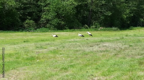 Storks walk a meadow - Storks walk through a freshly mown meadow, searching for insects and frogs to eat. The video captures their natural hunting behavior in a rural setting.