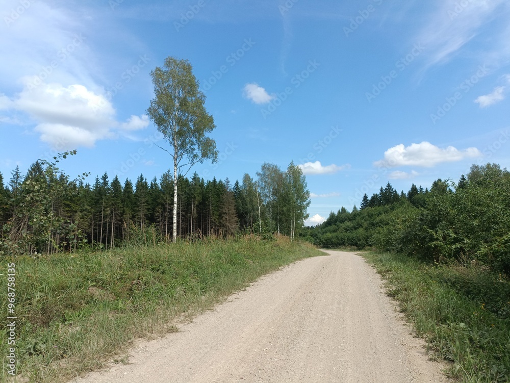 Road in forest in Siauliai county during sunny summer day. Oak and birch tree woodland. Sunny day with white clouds in blue sky. Bushes are growing in woods. Sandy road. Nature. Summer season. Miskas. Road in forest in Siauliai county during sunny summer day. Oak and birch tree woodland. Sunny day with white clouds in blue sky. Bushes are growing in woods. Sandy road. Nature. Summer season. Miskas.