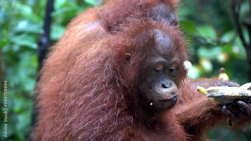 Orangutan eats a banana and looks toward camera. Orangutan eats a banana and looks toward camera.
