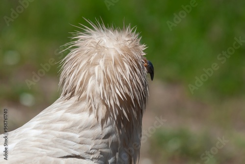 Bilde på lerret Egyptian Vulture