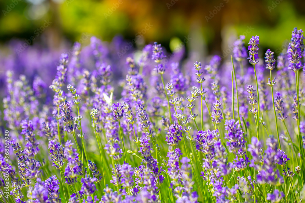 Obraz premium Spring lavender flowers under sunlight. Lilac flowers close up. Beautiful landscape of nature with a panoramic view. Hi spring. long banner