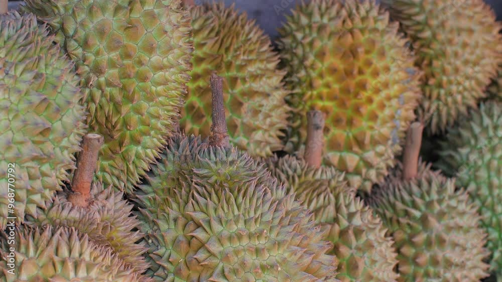 Close-up view of fresh durian fruits with spiky greenish-brown shells displayed at market stall. Tropical Fruits and Exotic Food. Close-up view of fresh durian fruits with spiky greenish-brown shells displayed at market stall. Tropical Fruits and Exotic Food.