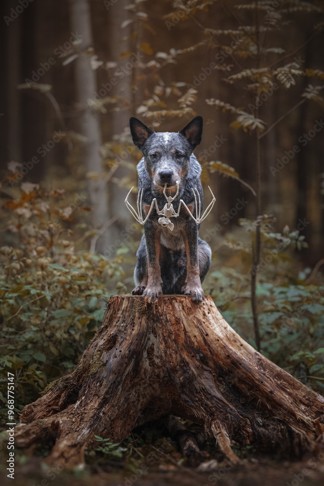 Halloween portrait of dog bat skeleton