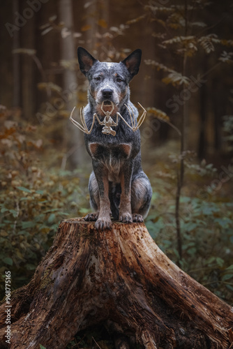 Halloween portrait of dog bat skeleton