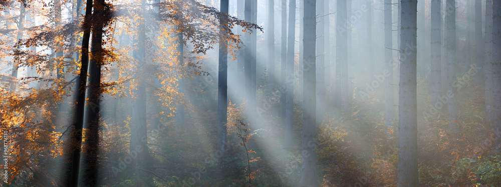 Panorama of Spruce and Beech Forest in Autumn with the sun shining through morning fog