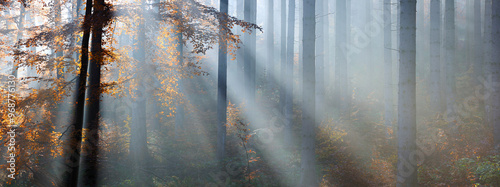 Panorama of Spruce and Beech Forest in Autumn with the sun shining through morning fog