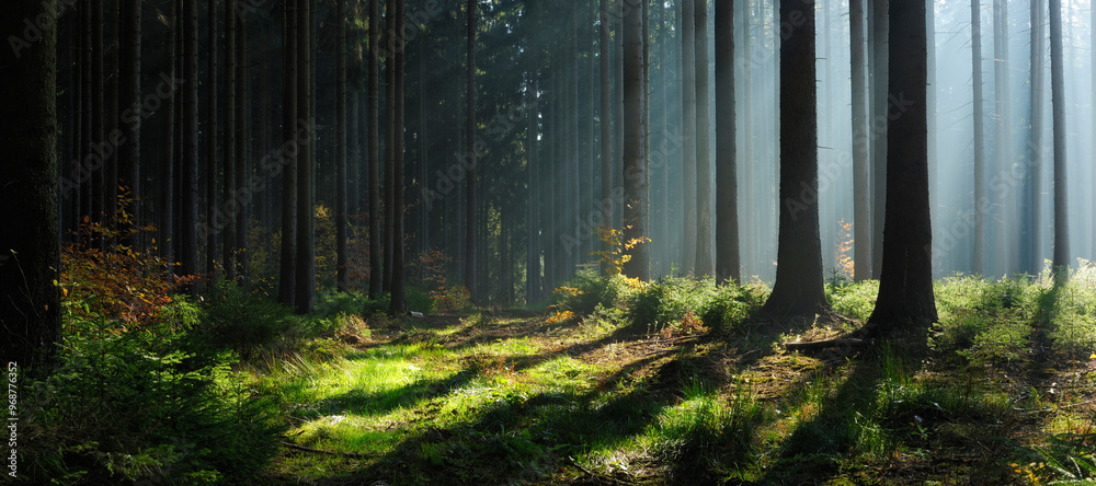 Fototapeta premium Panorama of Spruce Forest in Autumn with the sun shining through morning fog