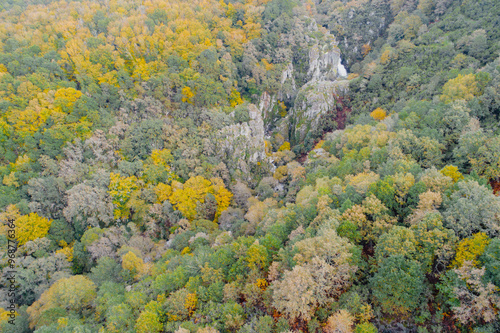 aerial view of a deciduous forest in autumn