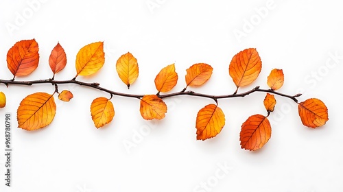 auntumn leaves white background photo