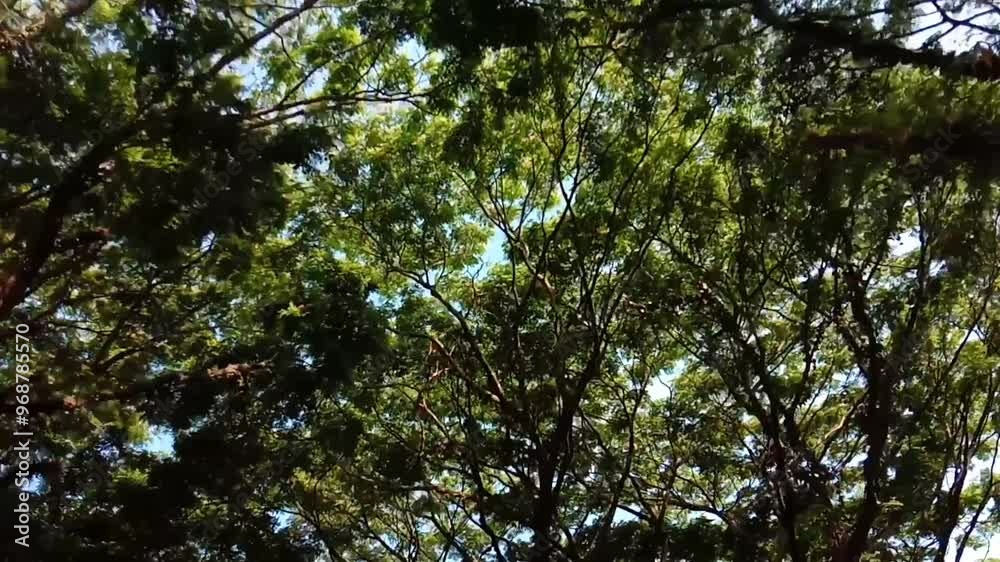 video recording looking up at tree branches video recording looking up at tree branches