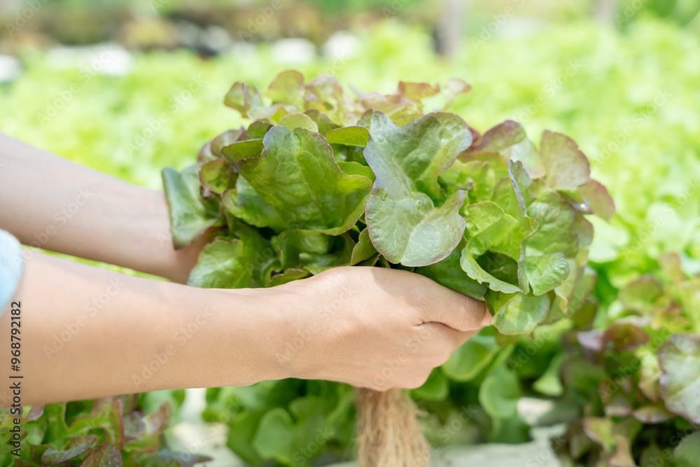 Organic farming, salad farm. Farmers harvest salad vegetables into wooden boxes in rainy. Hydroponics vegetable grow naturally. greenhouse garden, Ecological Biological, Healthy, Vegetarian, ecology Organic farming, salad farm. Farmers harvest salad vegetables into wooden boxes in rainy. Hydroponics vegetable grow naturally. greenhouse garden, Ecological Biological, Healthy, Vegetarian, ecology