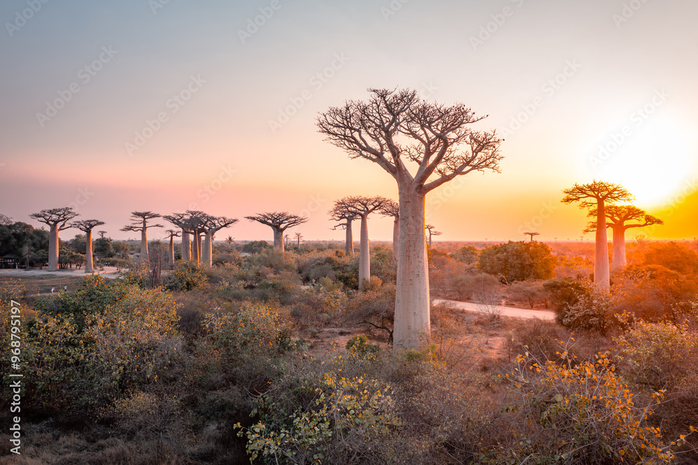 Baobab trees near Morondava Madacascar