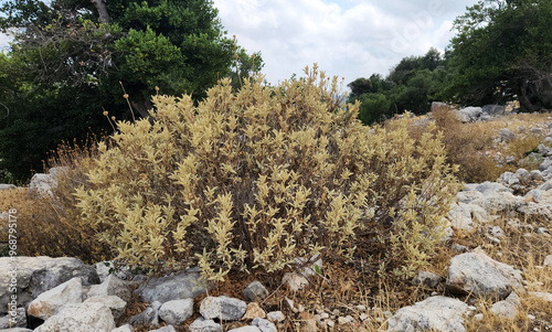 A Phlomis bush in a stone habitat in Mediterranean nature photo