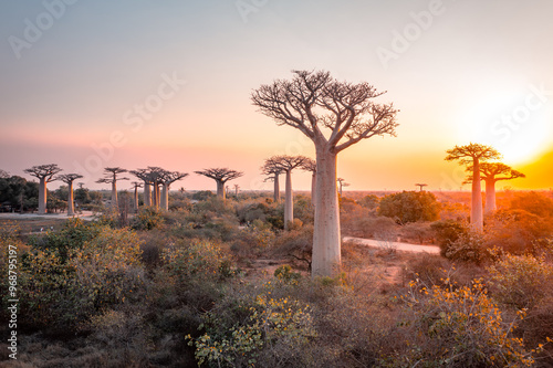 Obraz na płótnie Baobab trees near Morondava Madacascar w salonie