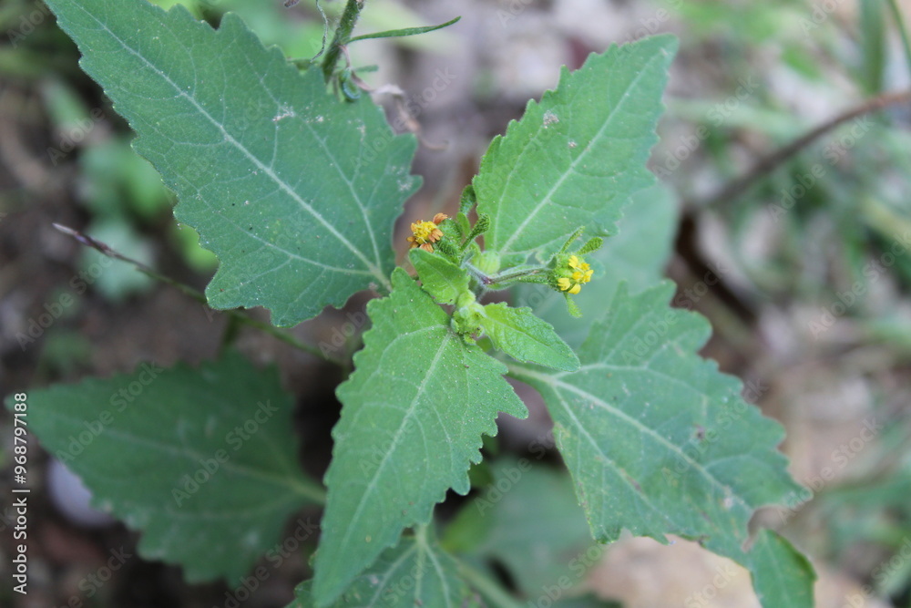 Sigesbeckia orientalis or St. Pauls wort Sigesbeckia orientalis or St. Pauls wort