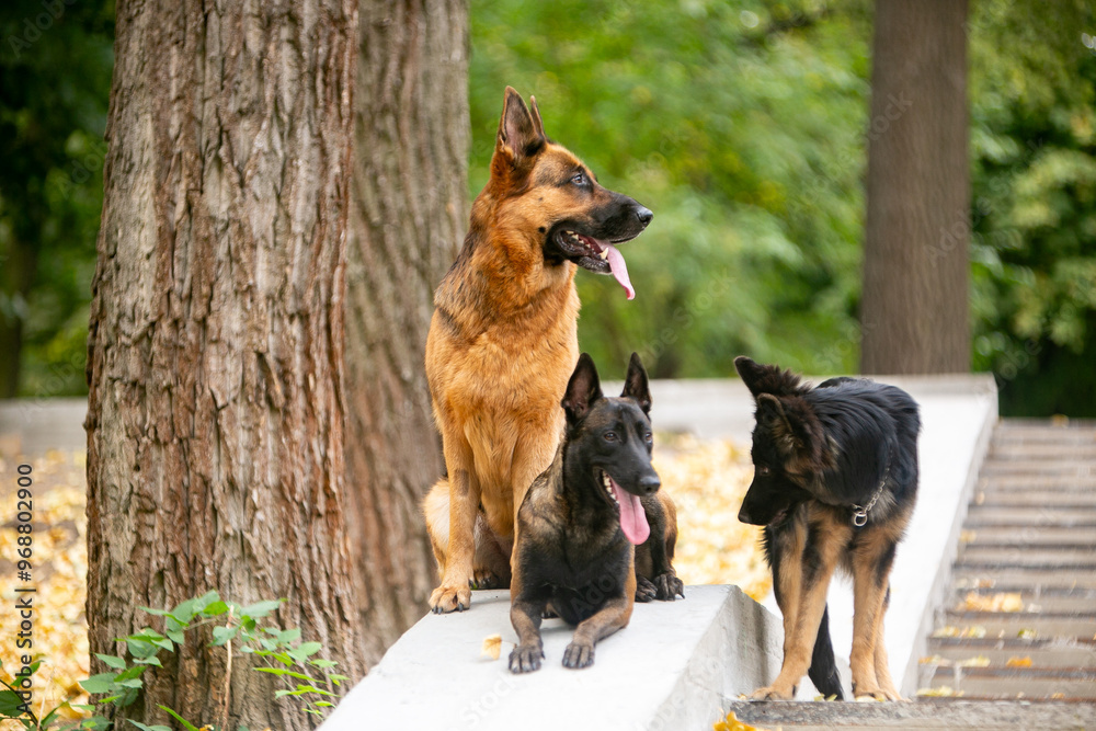 Naklejka premium German Shepherds in the Park