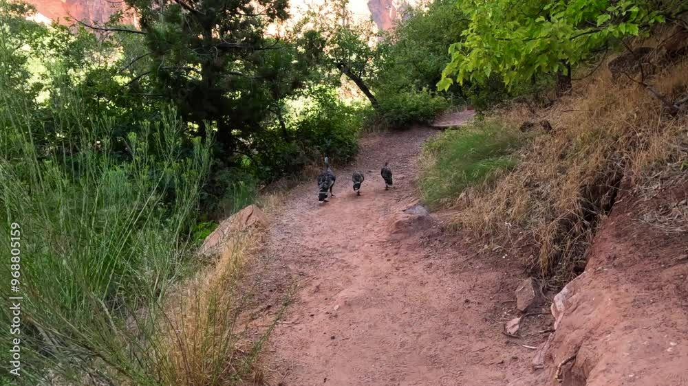 Turkeys trekking down a red rock mountain path
