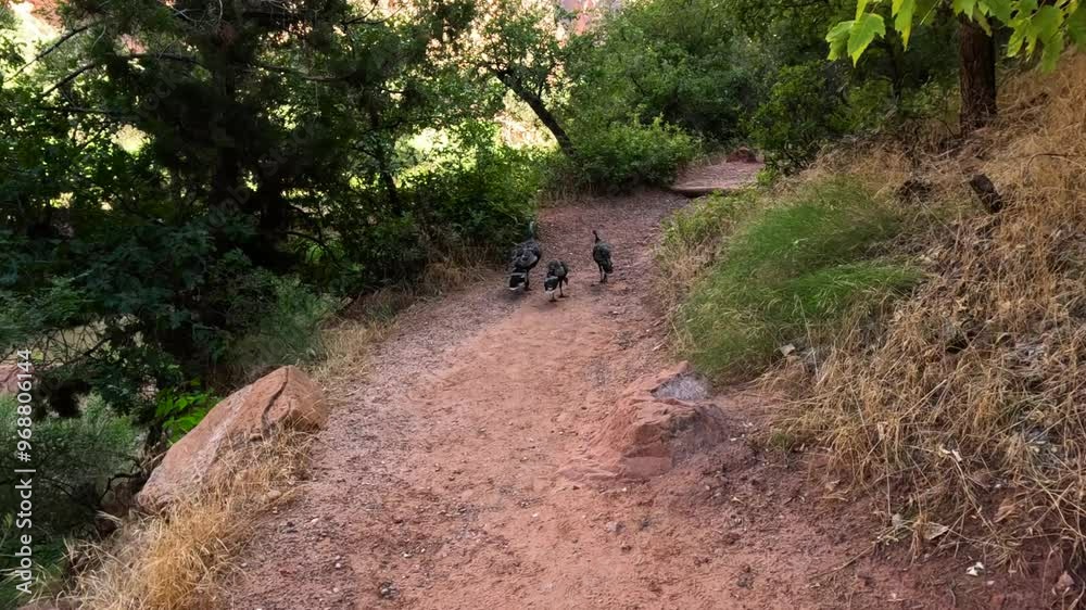 Turkeys strutting down a red rock mountain path
